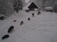 /album/fotogalerie-mushing/p1220018-jpg/